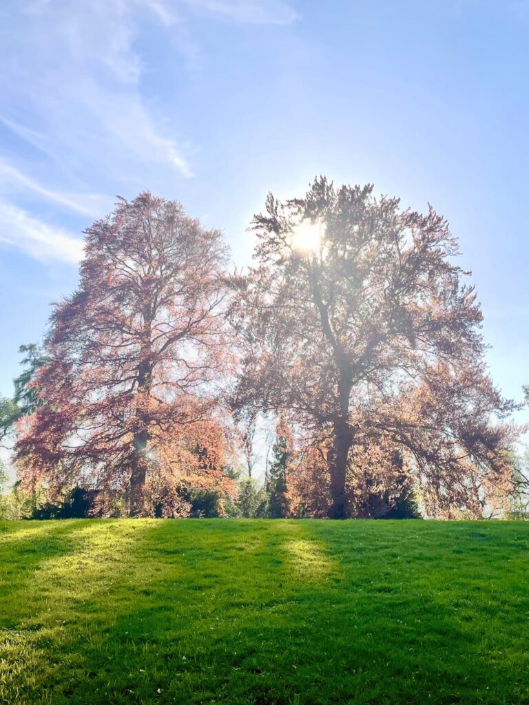 Psychologische spirituelle Beratung – Sonnenstrahlen zwischen zwei großen Bäumen